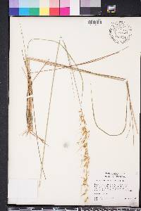 Sorghastrum secundum image