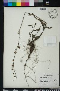 Ludwigia maritima image