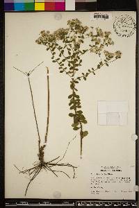 Sericocarpus tortifolius image