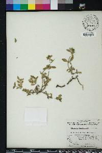 Richardia brasiliensis image