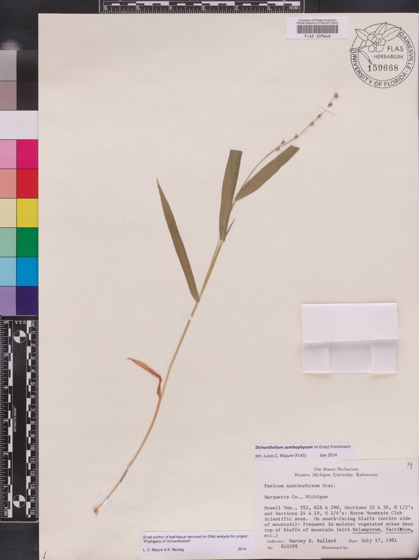 Dichanthelium xanthophysum image