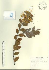 Acacia podalyriifolia image