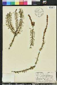 Taxodium ascendens image