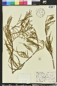 Taxodium ascendens image