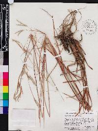 Andropogon arctatus image