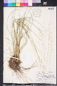 Muhlenbergia expansa image