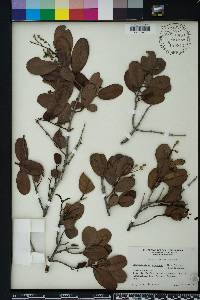 Laguncularia racemosa image