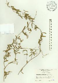 Jacquemontia havanensis image