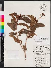 Miconia ferruginea image