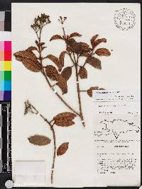 Miconia ferruginea image