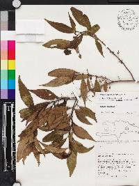 Miconia acuminoides image