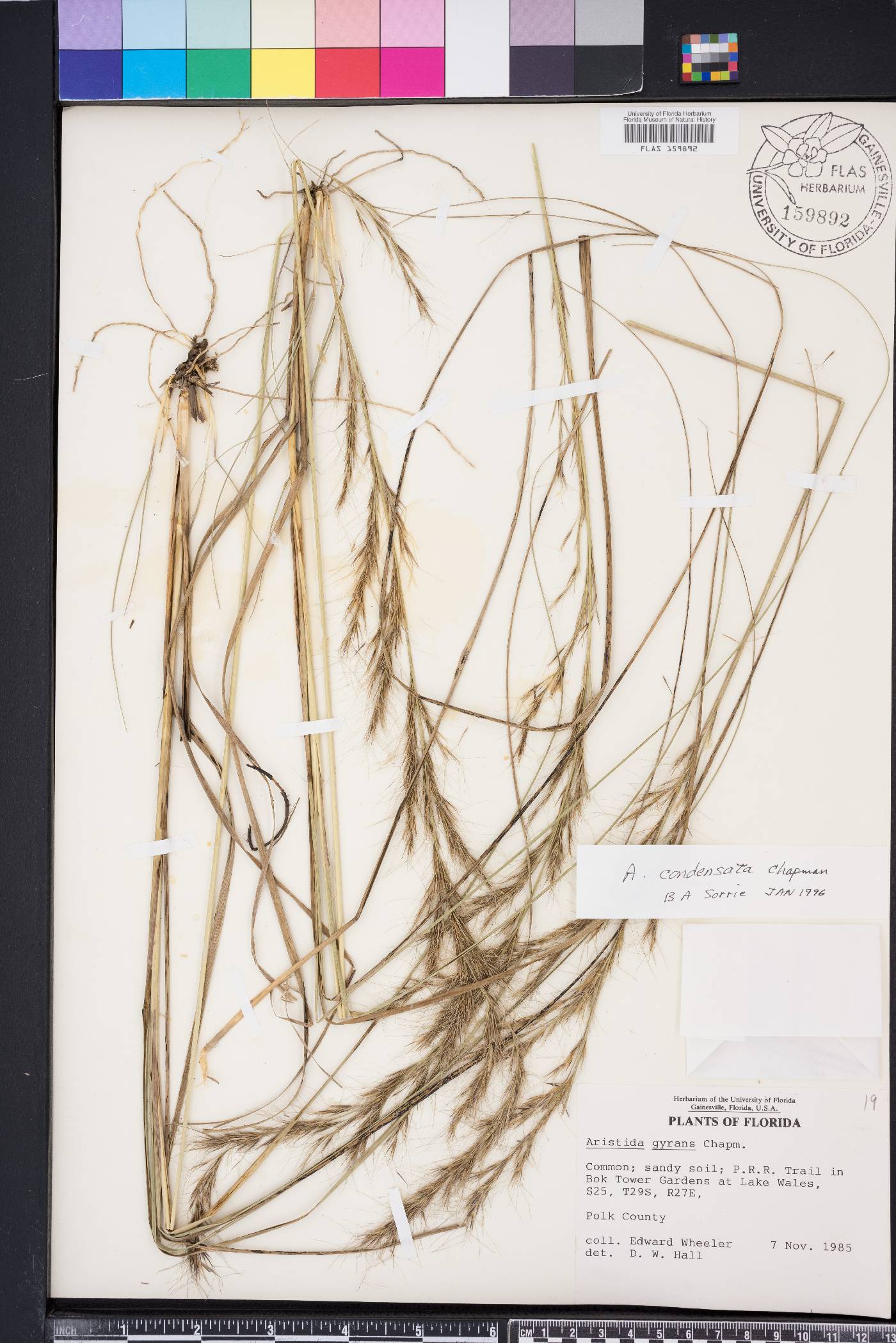Aristida condensata image