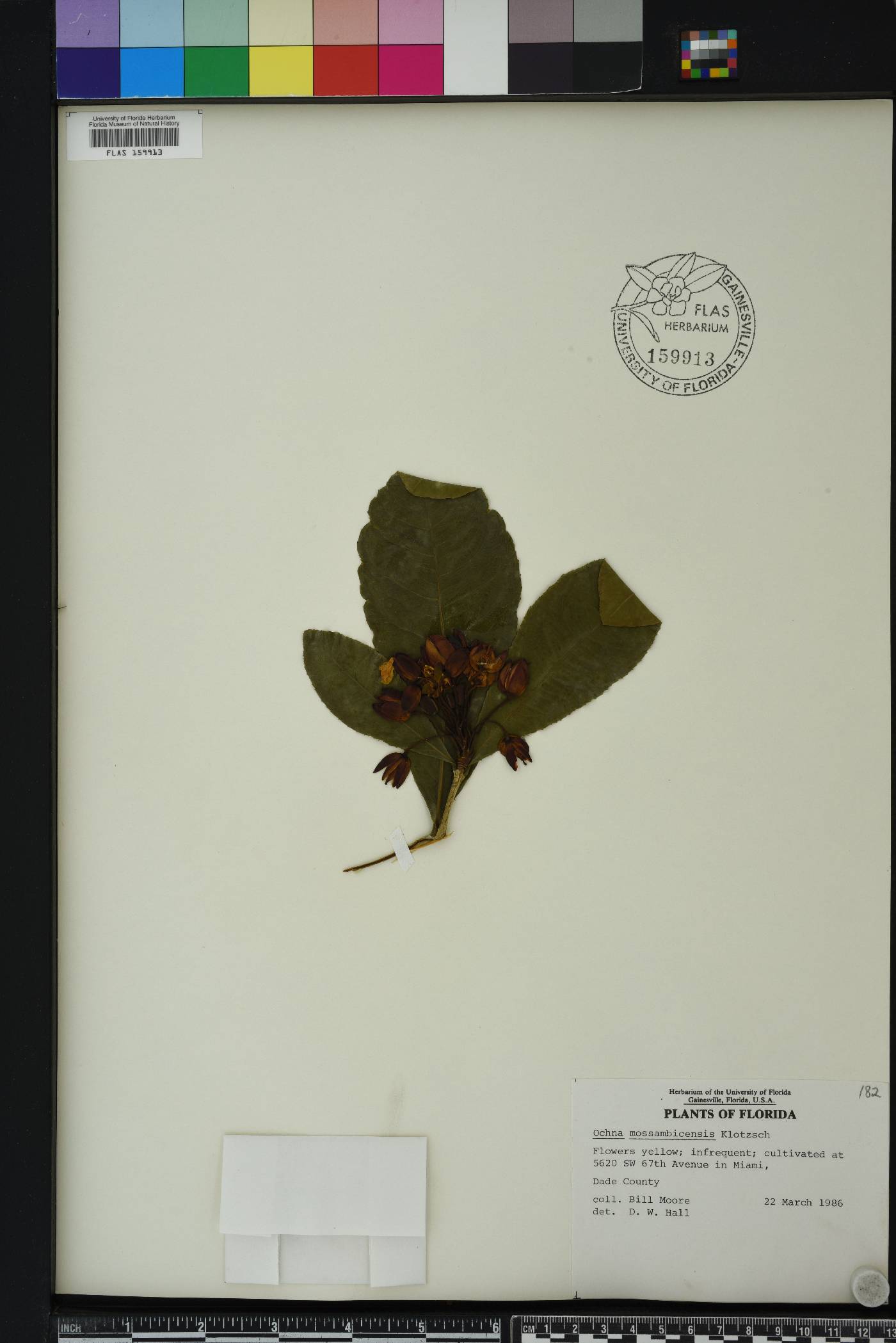 Ochna atropurpurea image