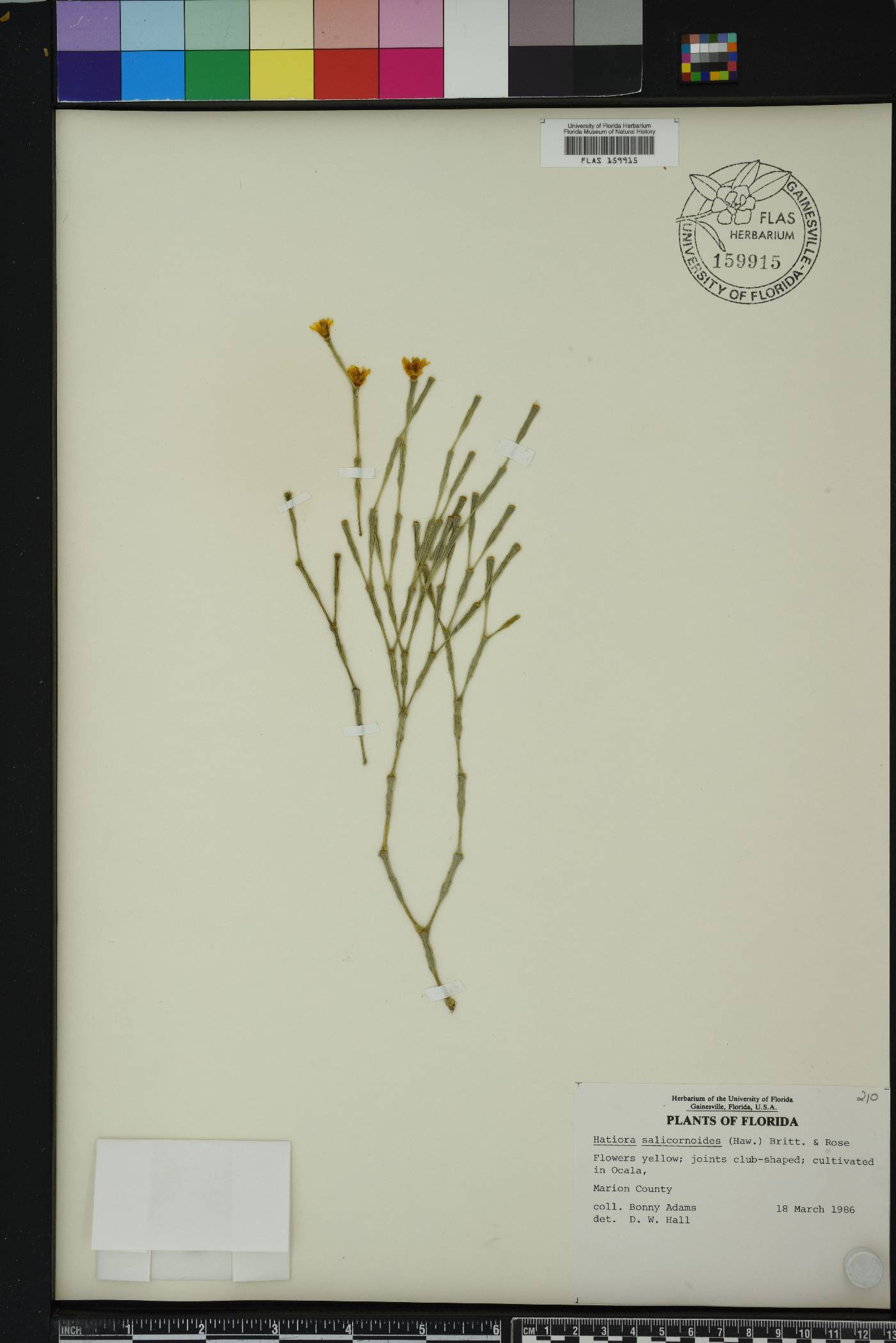 Hatiora salicornioides image