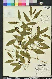 Smilax smallii image