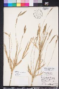 Arundinaria gigantea image