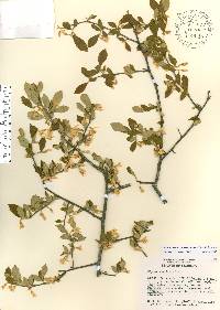 Styrax americanus image