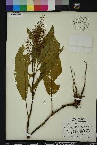 Rumex verticillatus image