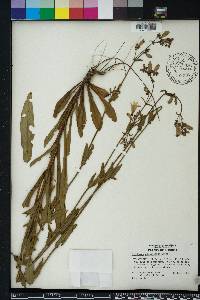 Penstemon multiflorus image