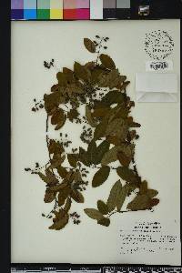 Berchemia scandens image