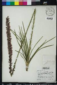 Liatris laevigata image