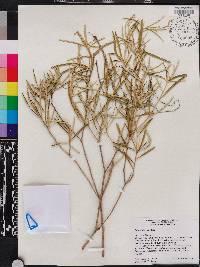 Croton linearis image