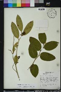 Leucothoe axillaris image