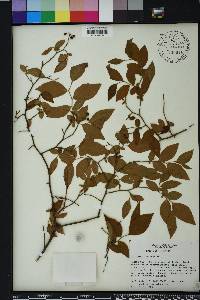 Vaccinium fuscatum image