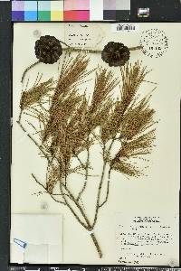 Pinus clausa image