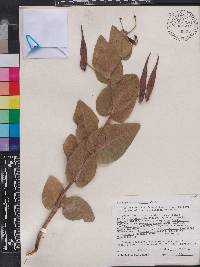 Asclepias humistrata image