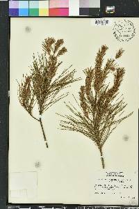 Pinus clausa image