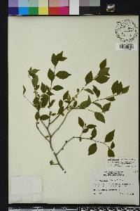 Ilex ambigua image