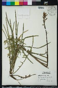 Lactuca graminifolia image