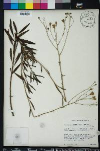 Palafoxia integrifolia image