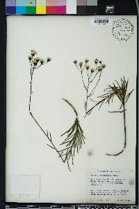 Vernonia blodgettii image