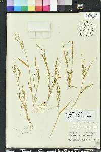 Urochloa ramosa image