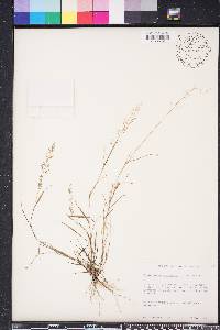 Eragrostis ciliaris image