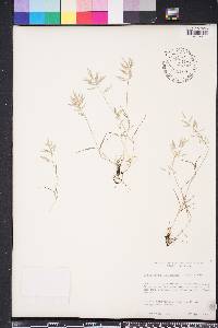 Eragrostis hypnoides image