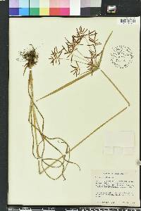 Cyperus rotundus image