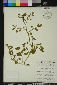 Nasturtium floridanum image