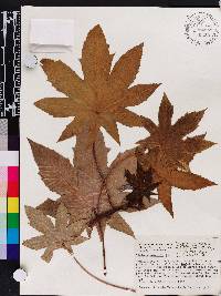 Ricinus communis image