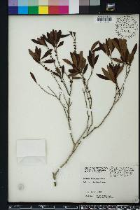 Eugenia foetida image