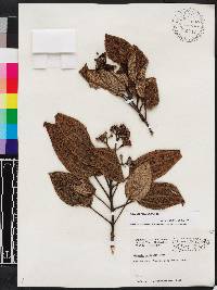 Miconia foveolata image