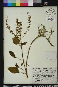 Solenostemon scutellarioides image