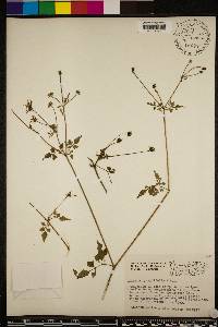 Bidens cynapiifolia image