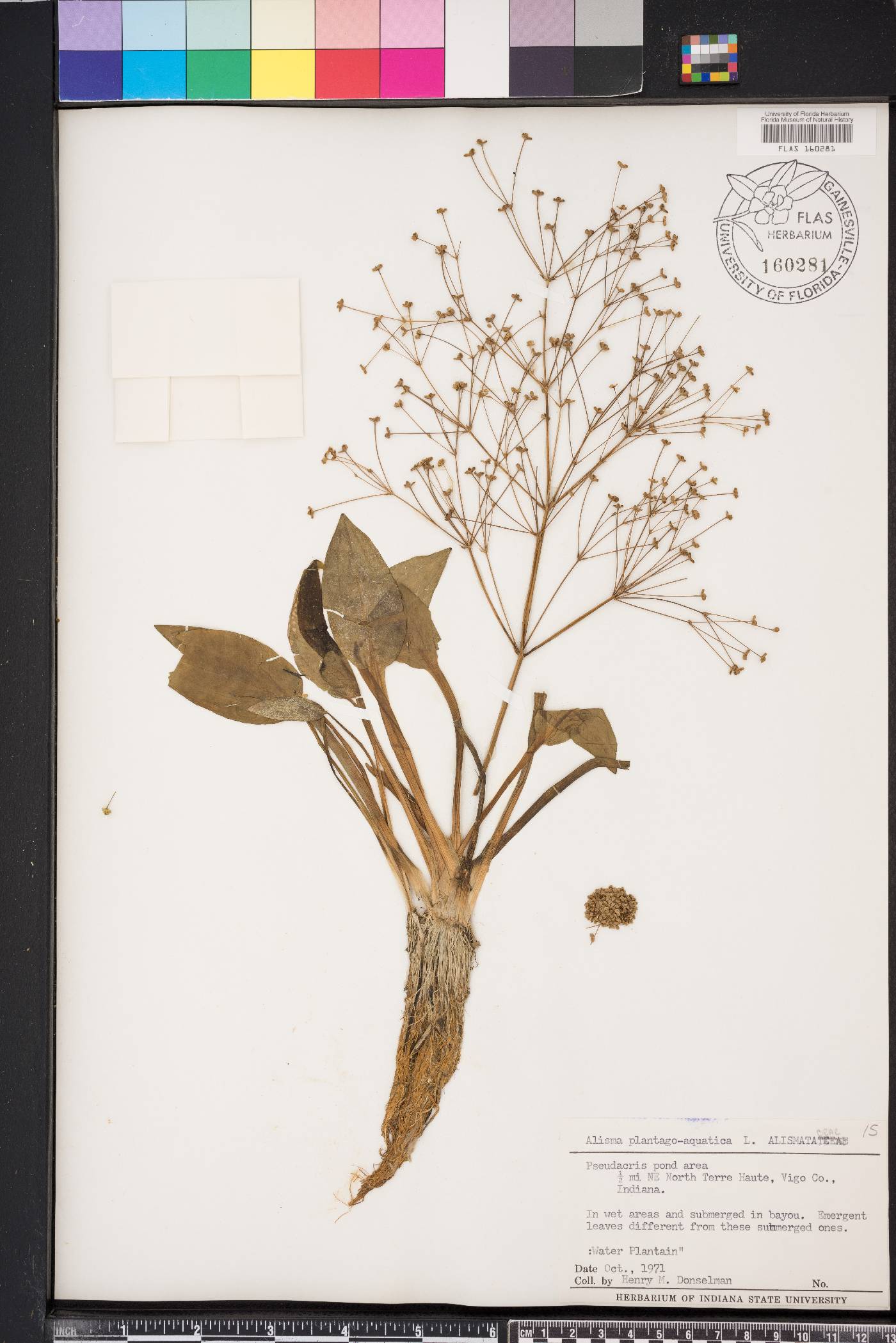 Alisma plantago-aquatica image