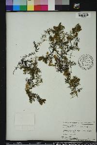 Ceratophyllum demersum image