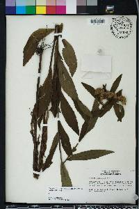 Pluchea longifolia image