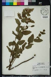 Pluchea baccharis image