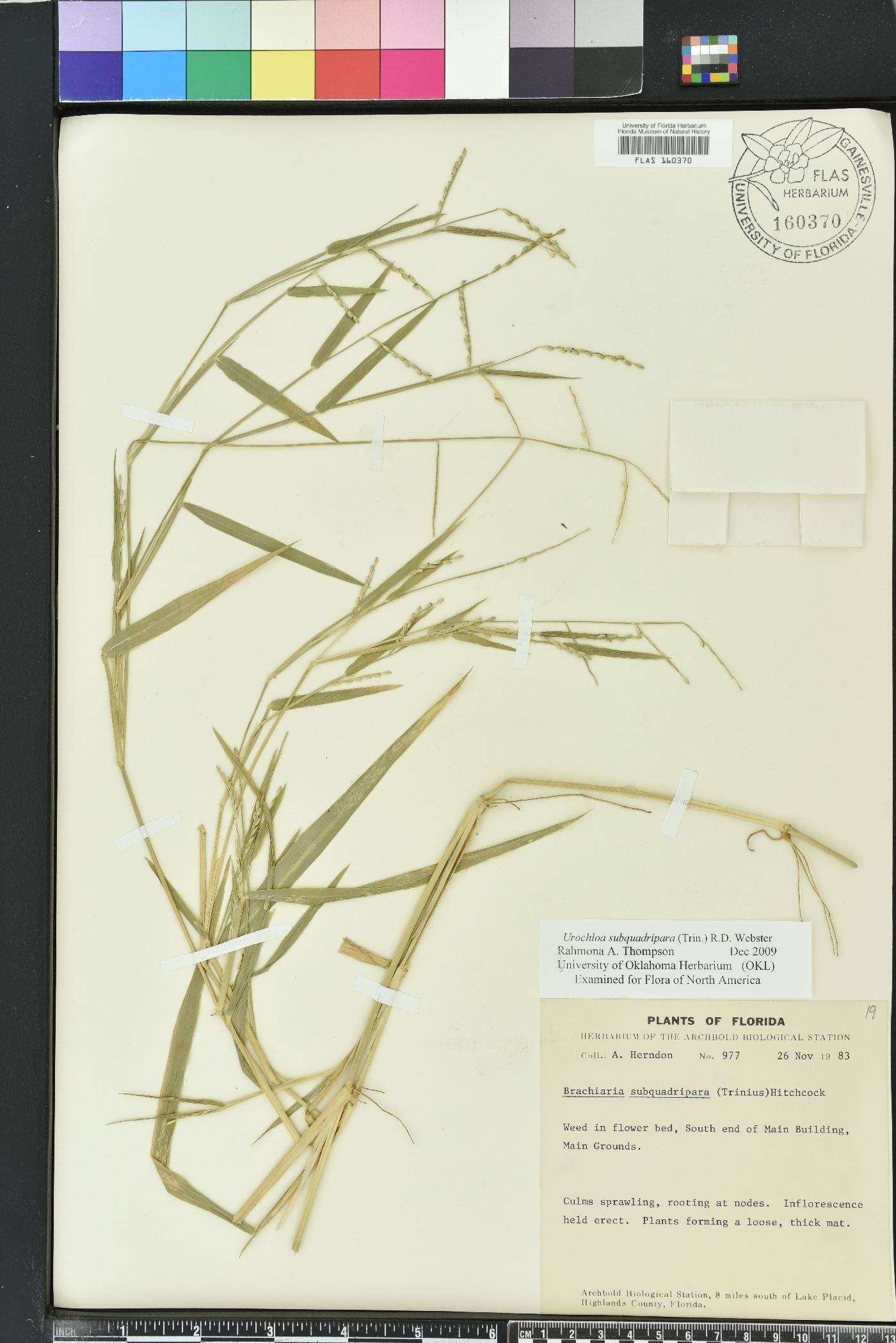 Urochloa distachya image